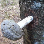 tree-1