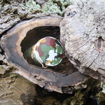 tree-4